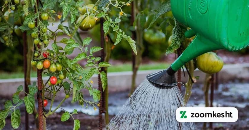 1765999493585-779298411.webp 1765999493585-779298411.webp