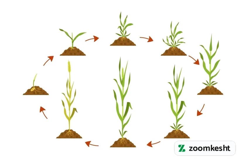 1765999496108-879061539.webp آبیاری گندم