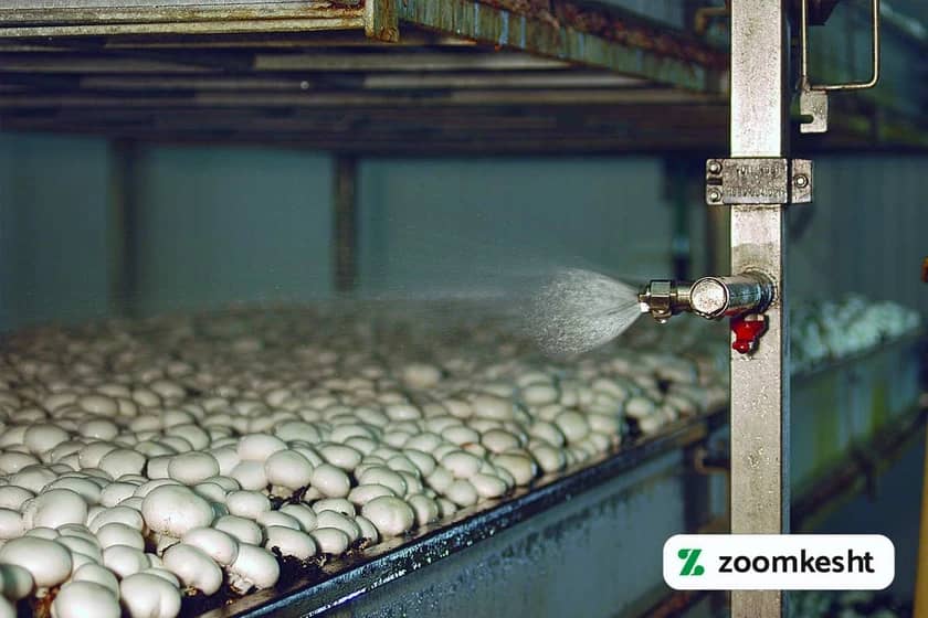 1765999518785-224463622.webp آبیاری قارچ