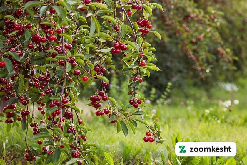 1765999524126-364728174.webp کاشت آلبالو