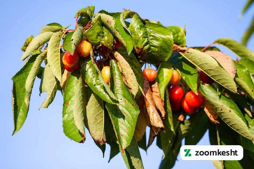 1765999530119-212948003.webp کاشت آلبالو