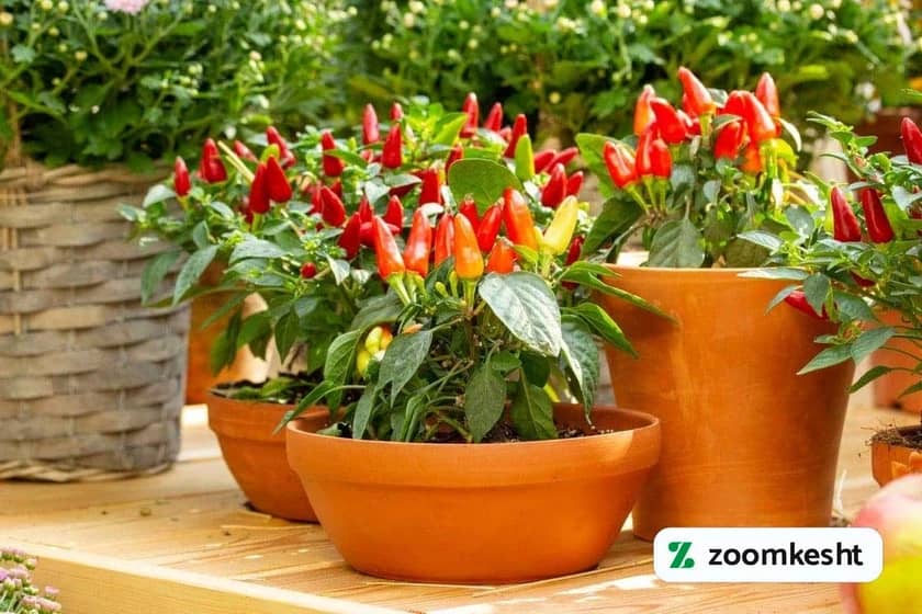 1765999552685-217063373.webp کاشت فلفل در گلدان