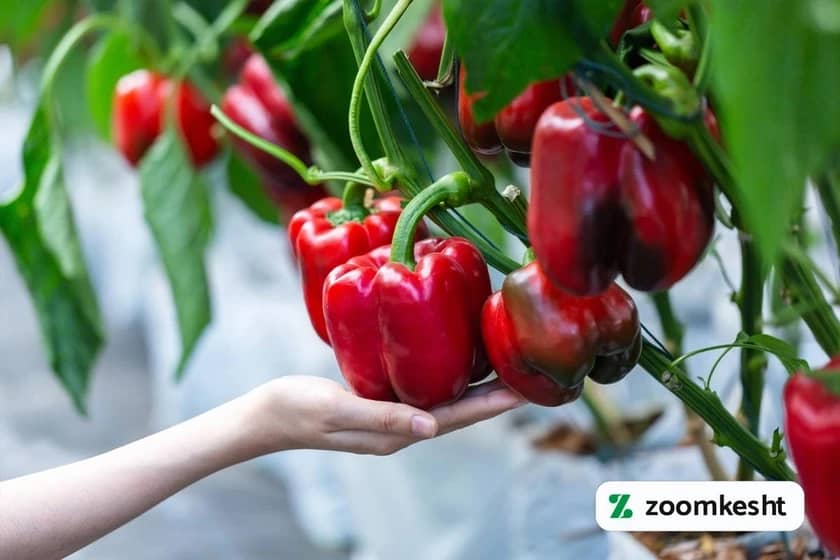 1765999555717-168238727.webp کاشت فلفل در گلدان