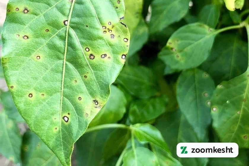 1765999564017-743329411.webp بهترین کود برای فلفل