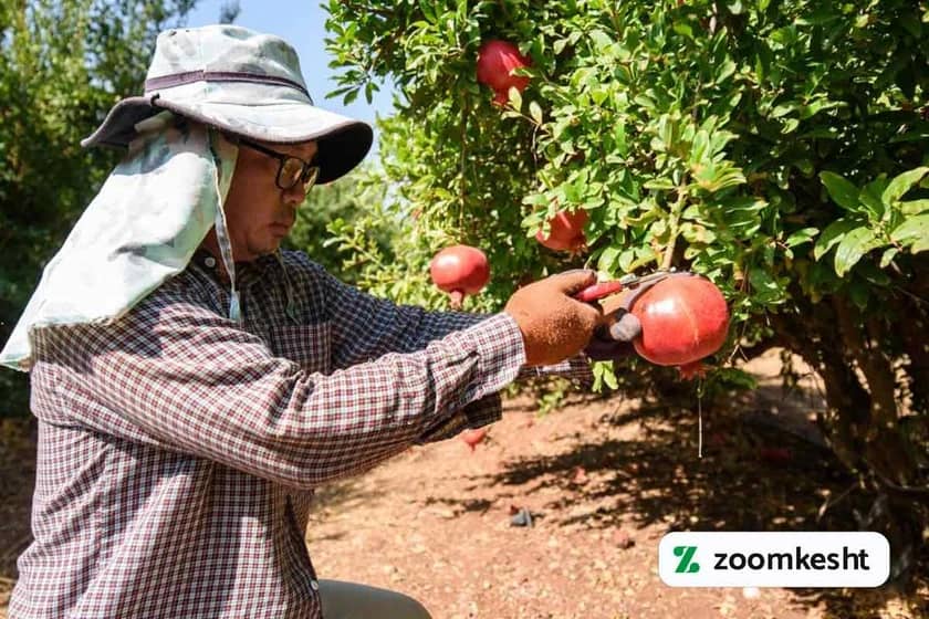 1765999580128-660210605.webp برداشت انار